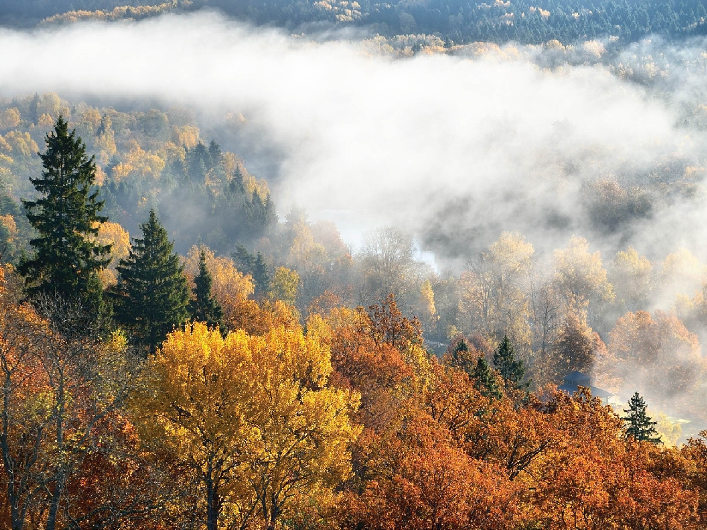 Bicyclerental Tour Autumn Forest Mist Trees
