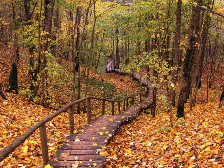 Bicyclerental Tour Wooden Path Autumn Leaves Forest