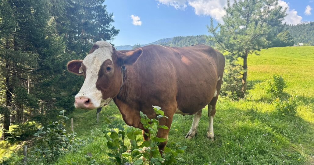 Bobstours Tour Brown Cow Green Grass Trees
