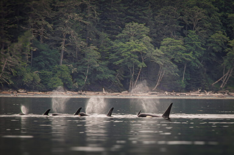 Talesontrails Tour Orcas Surfacing Forest Background