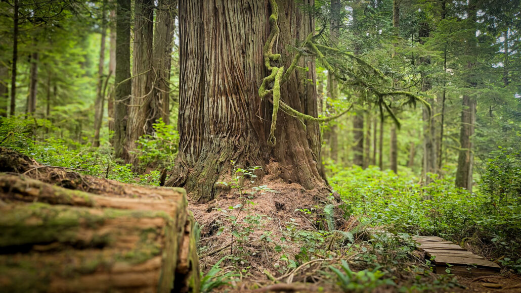 Talesontrails Tour Tall Tree Mossy Forest Path