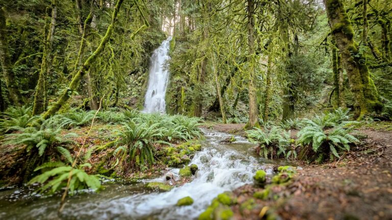 Talesontrails Tour Waterfall Forest Stream Ferns